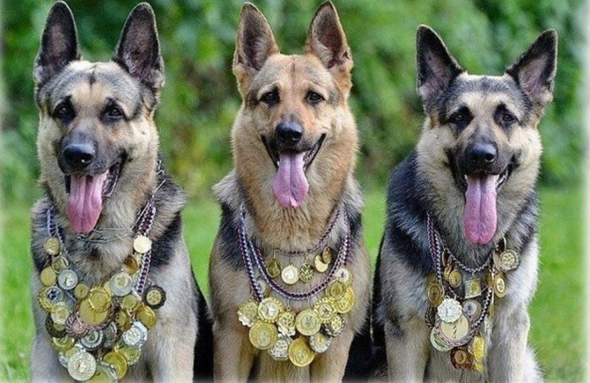 Овчарка с медалями