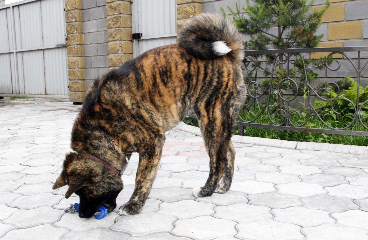 Акита-ину американская тигровая