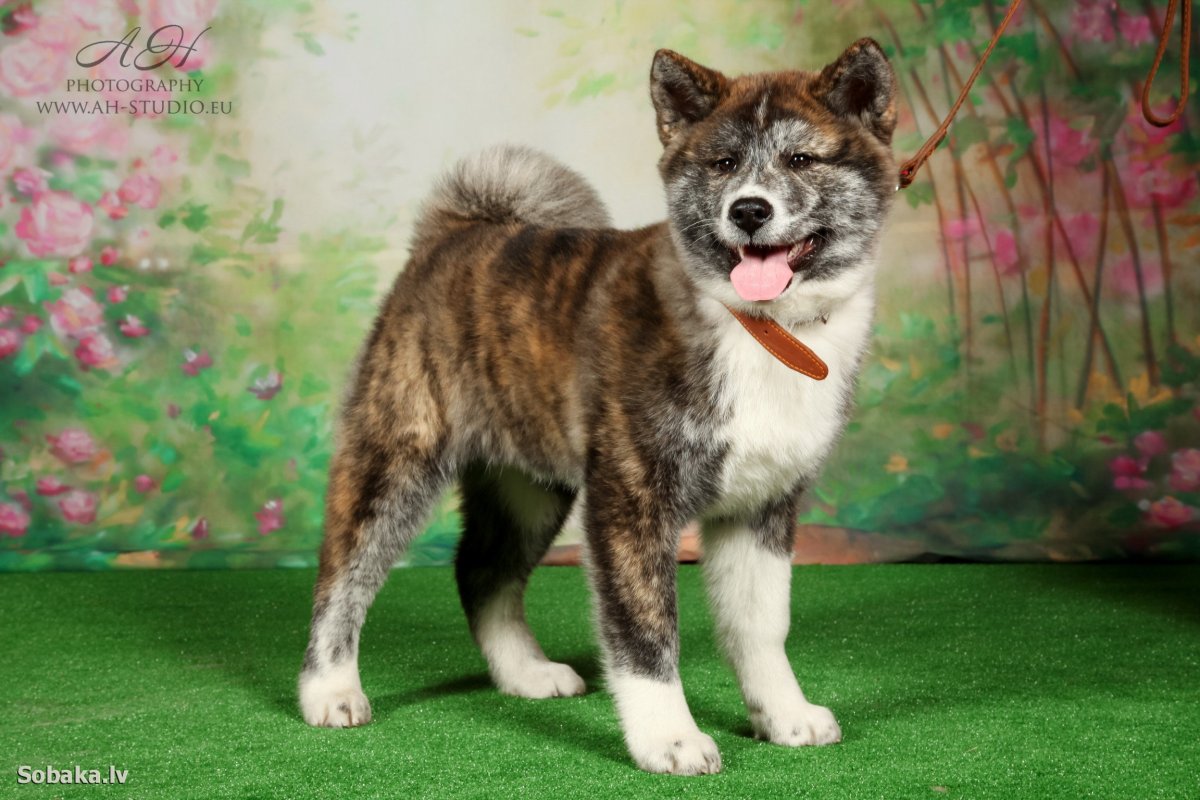 Американская окитаину