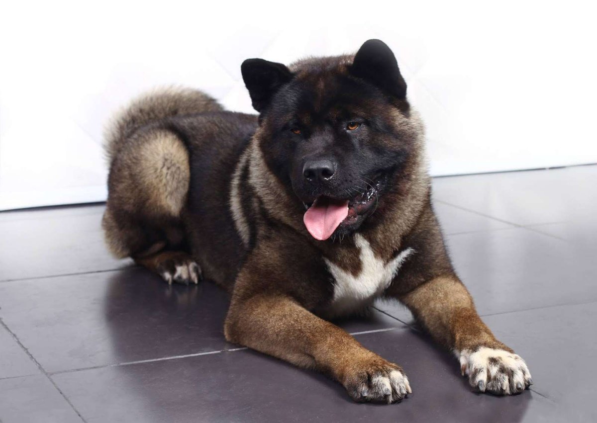 Акита Бриндл