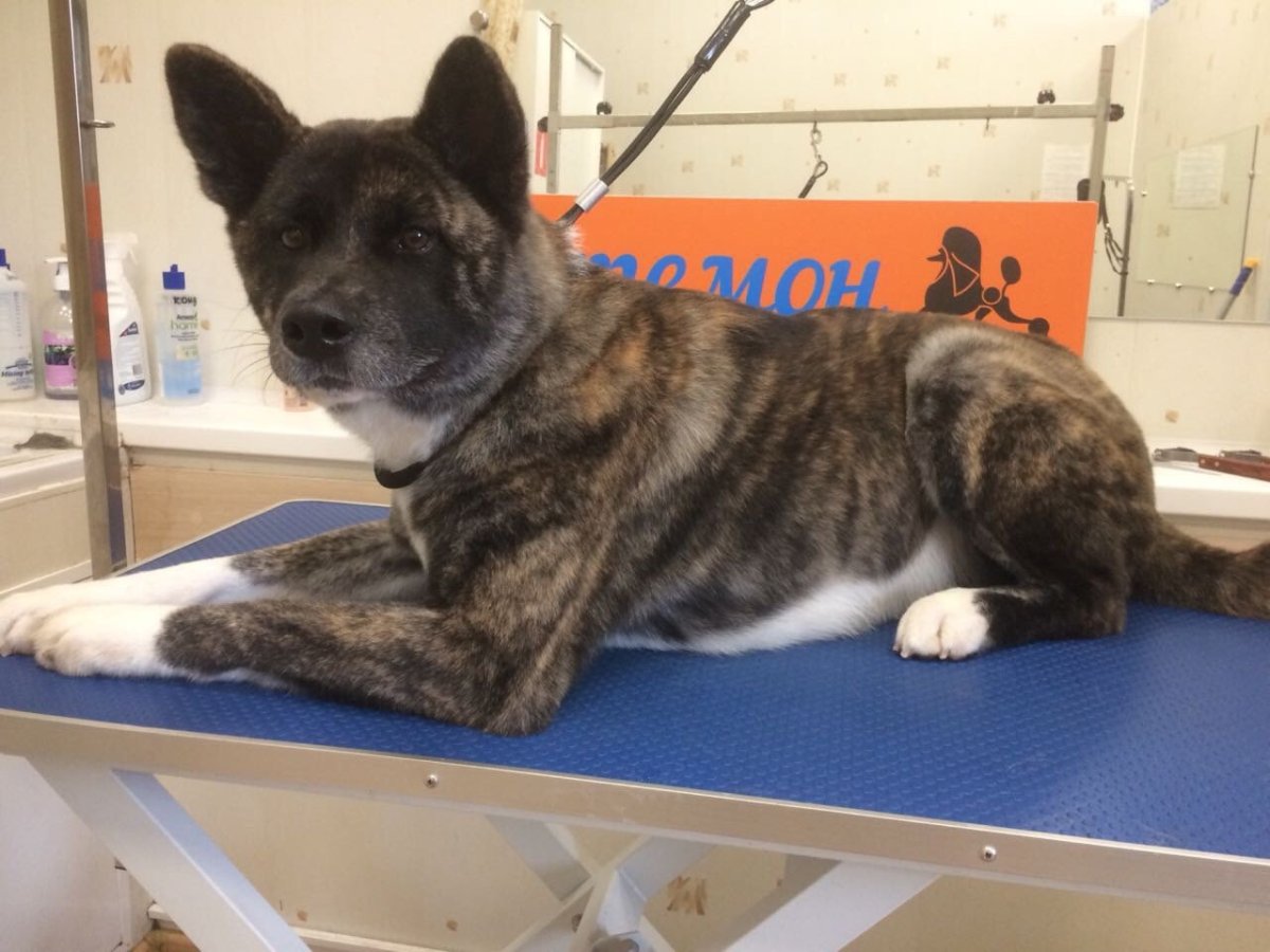 Американская Акита длинношерстный черный