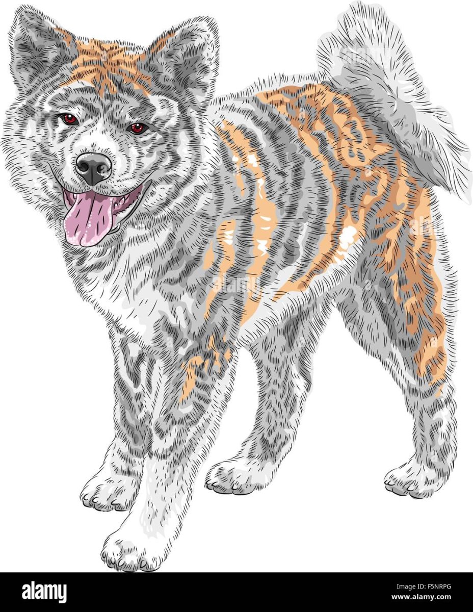 Американская Акита ину мальчик