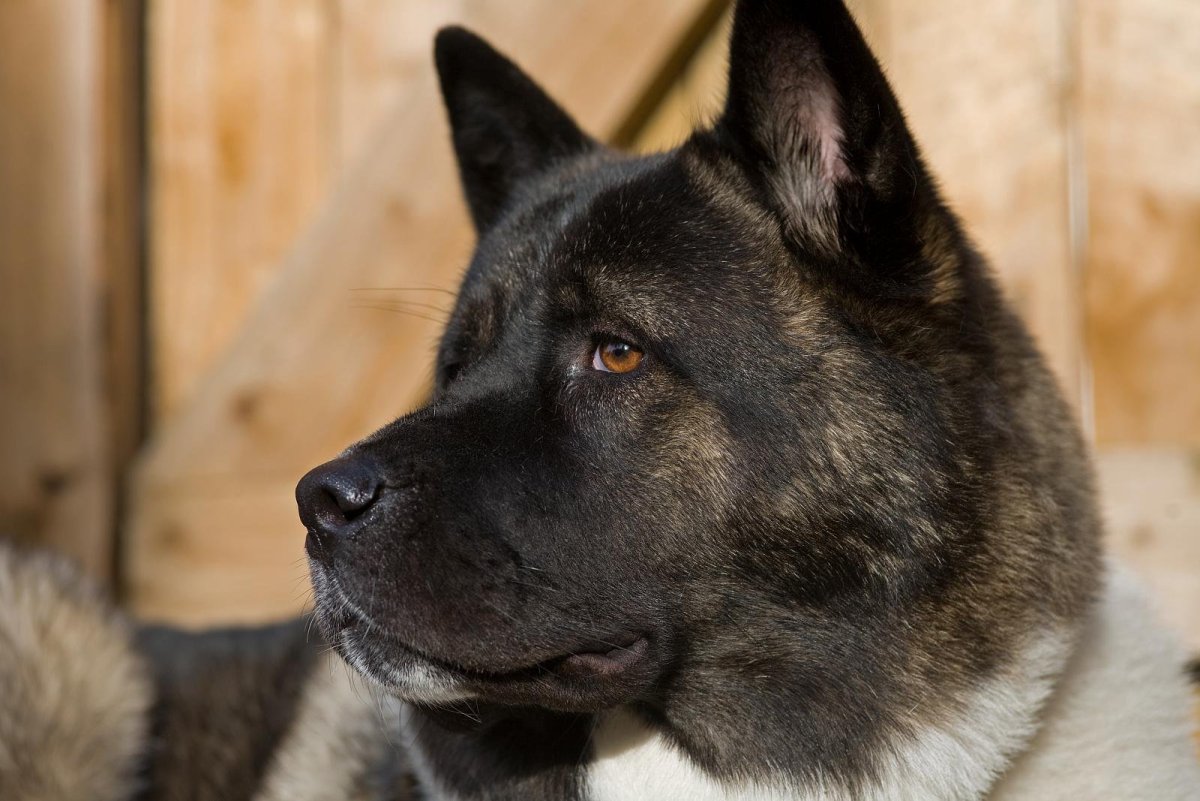 Американская Акита пушистая