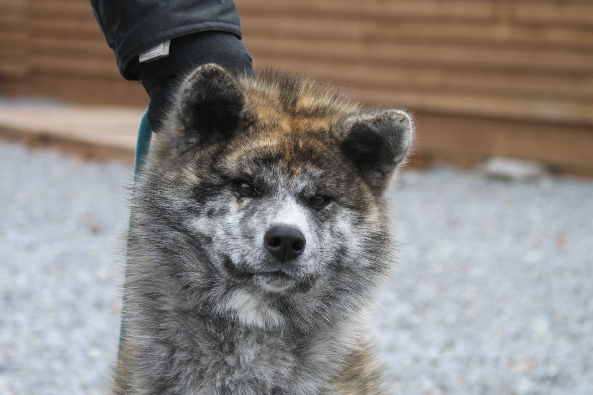 Американская Акита окрасы