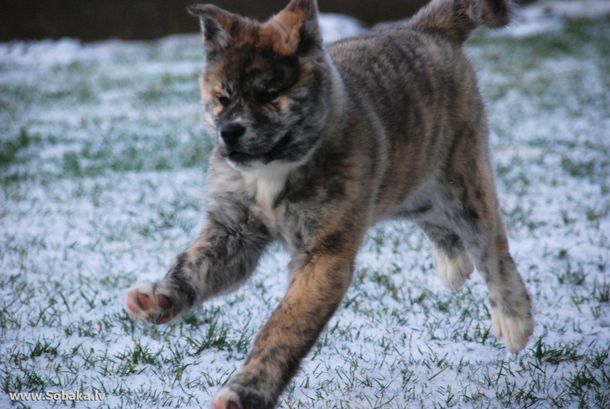 Акита-ину американская тигровая
