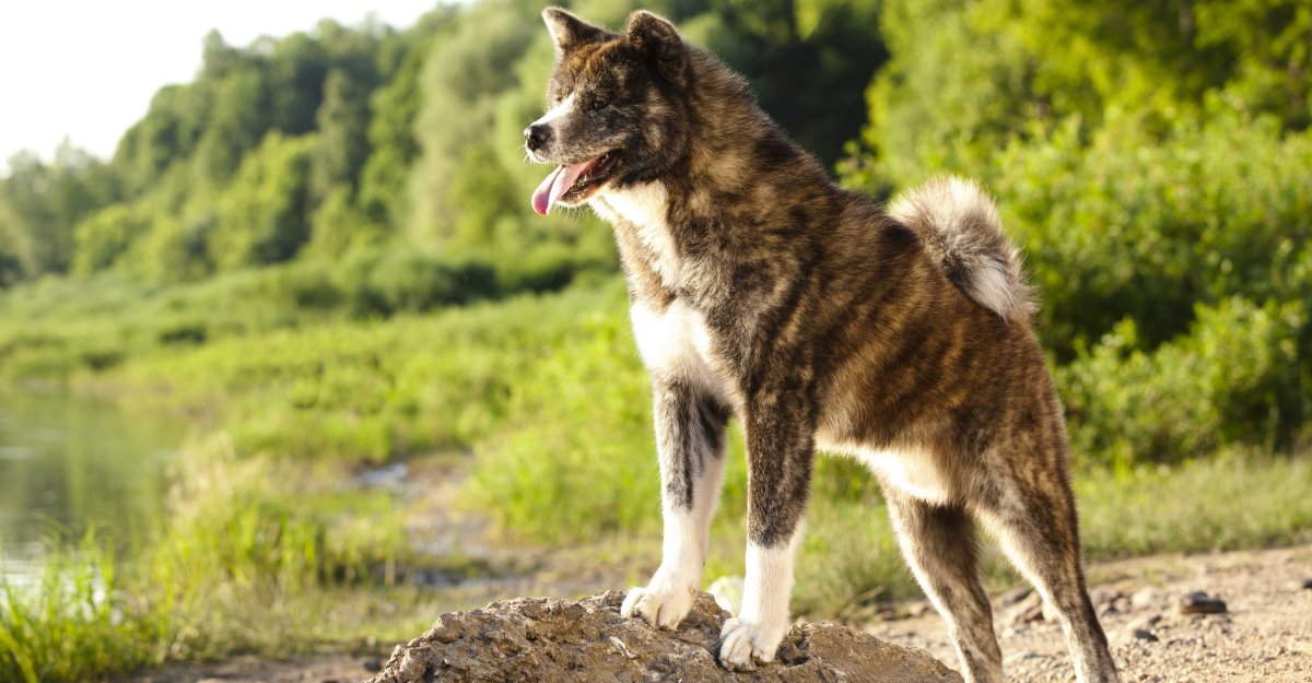 Американская Акита тигровая