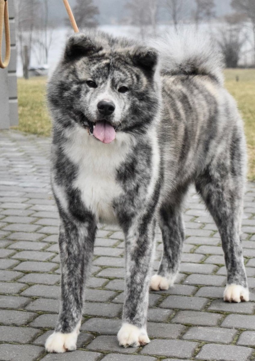 Американская Акита длинник