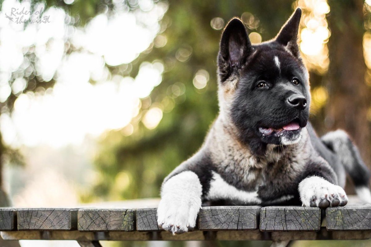 Акита-ину американская щенок