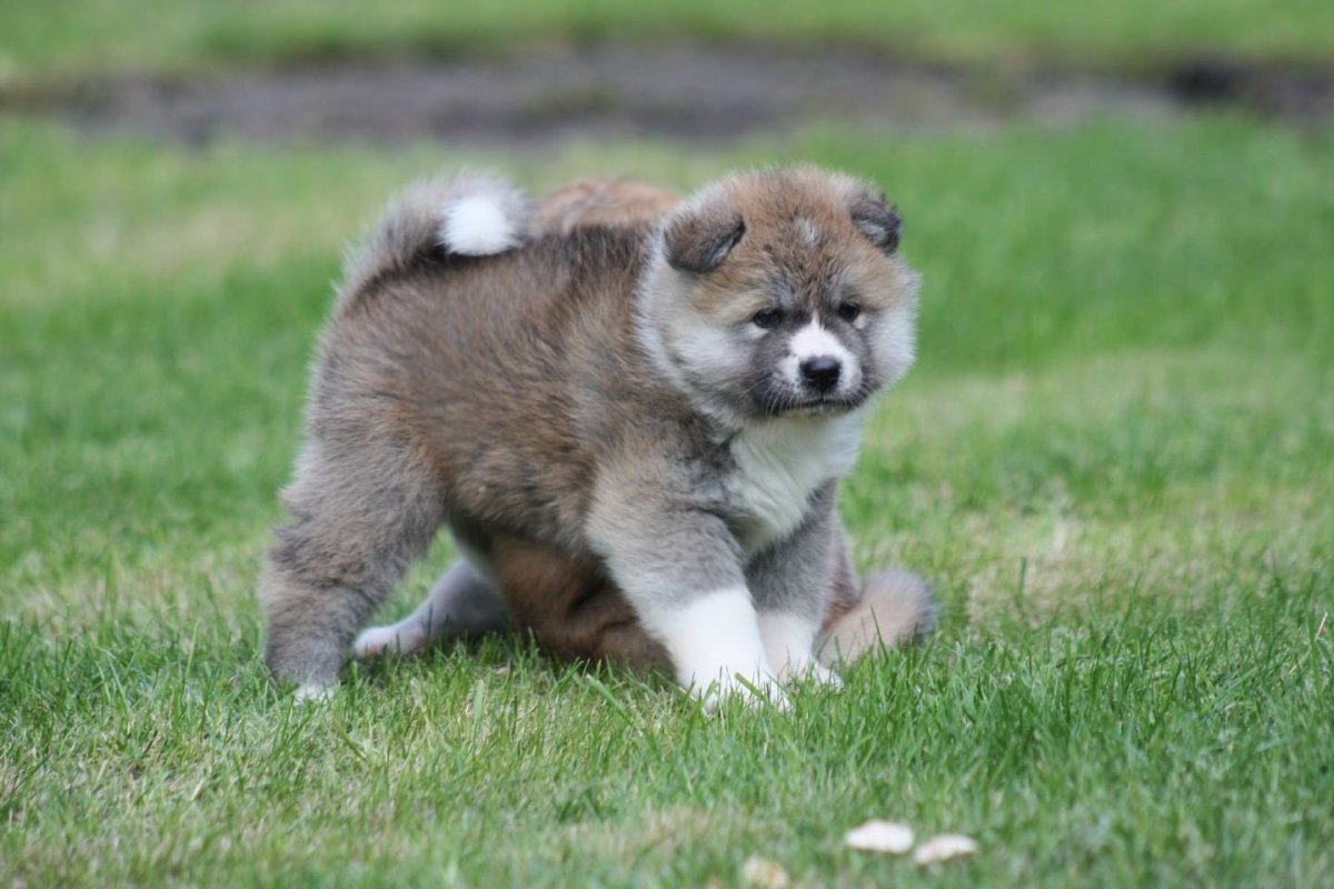 Японская тигровая Акита ину