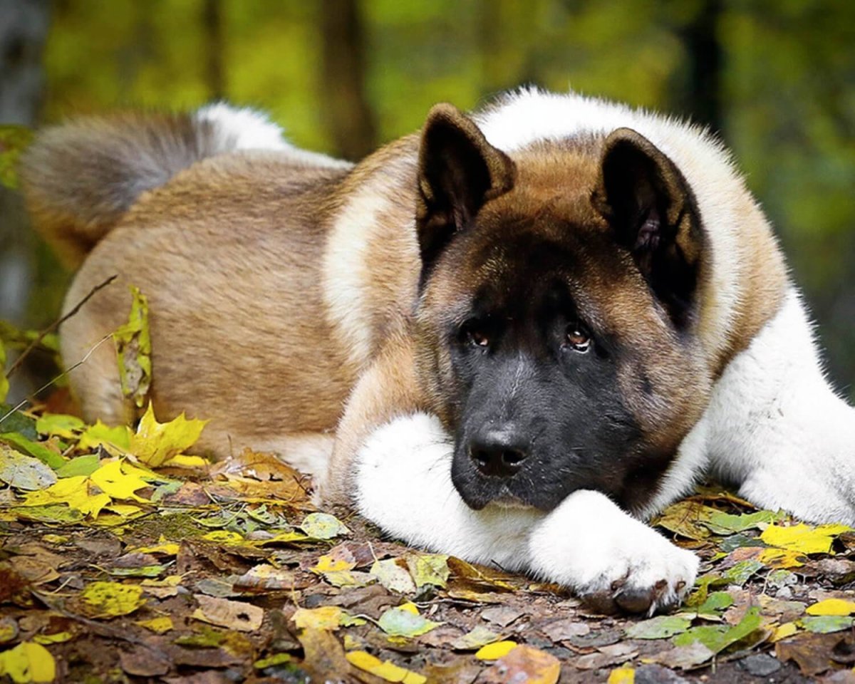 Американская Акита тигровая