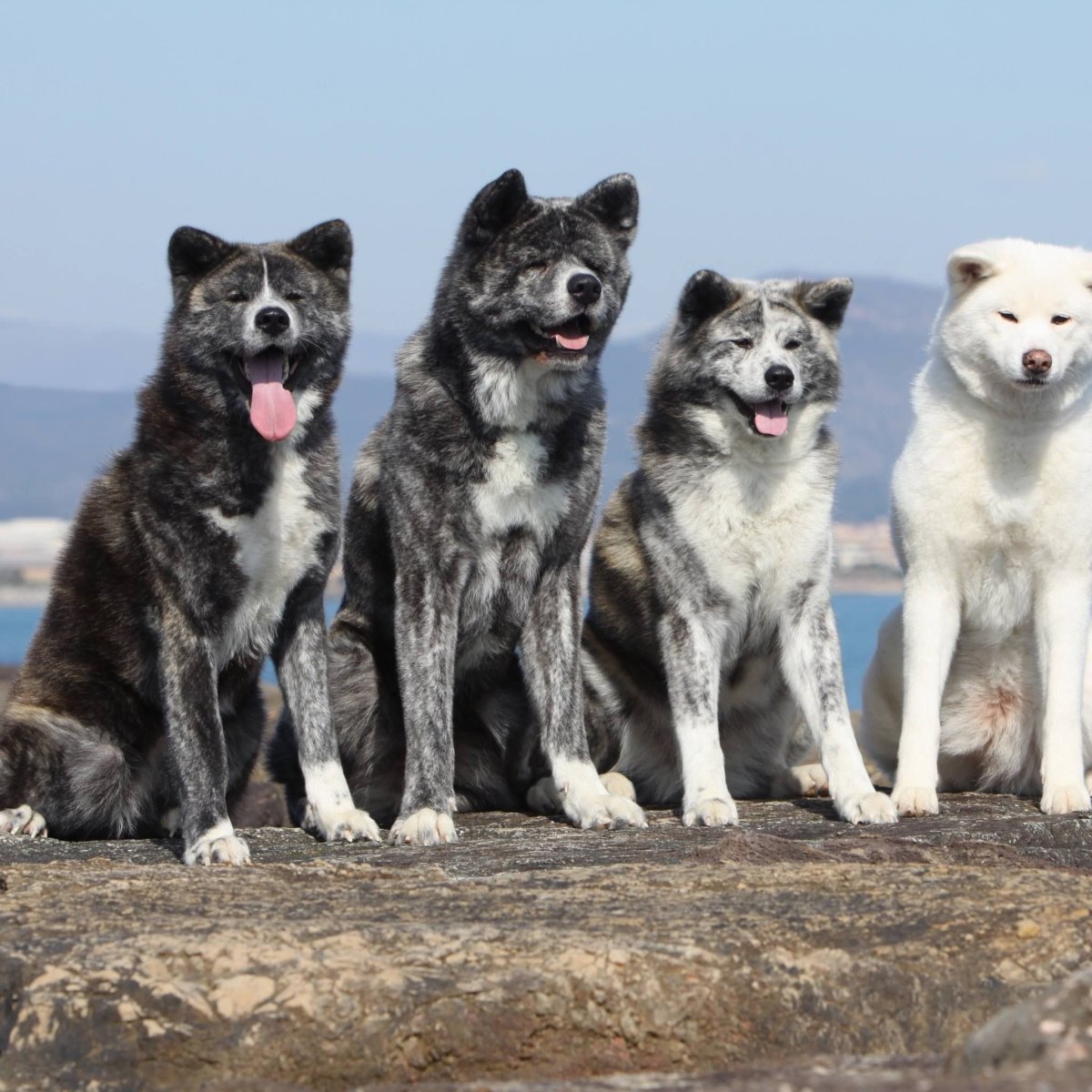 Американская Акита злая