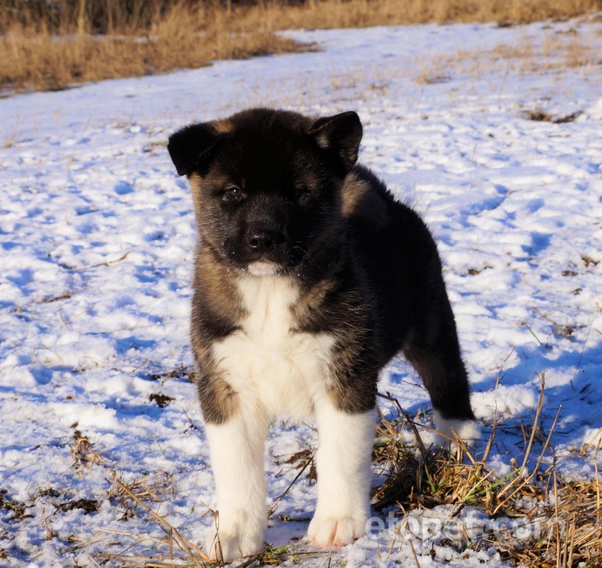 Японская тигровая Акита ину