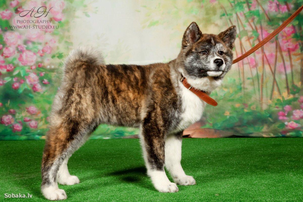 Американская Акита