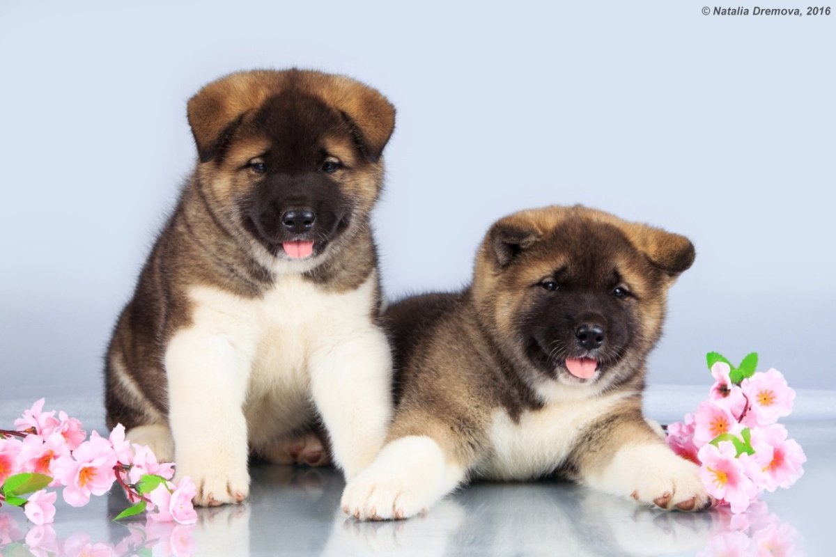 Японская тигровая Акита ину