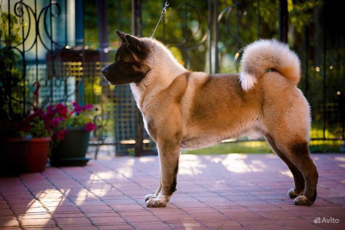 Американская Акита палевый