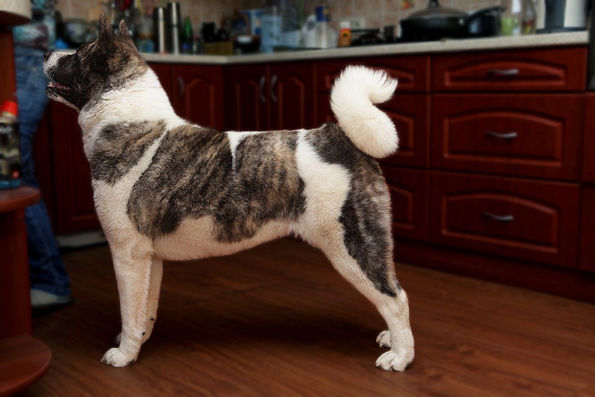 Американская Акита тигровая