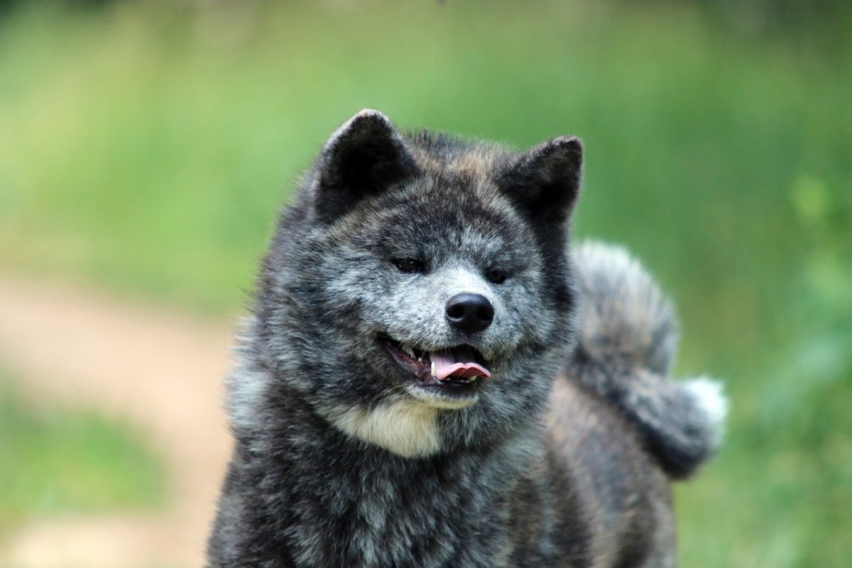 Американская Акита