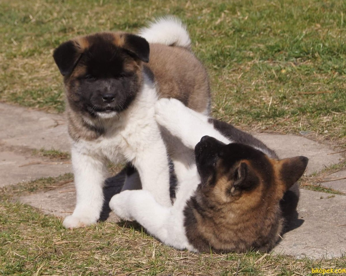 Акита ину серая