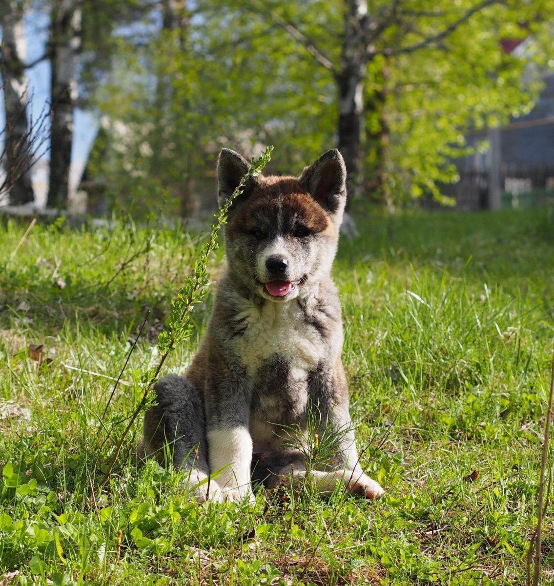 Американская Акита спит