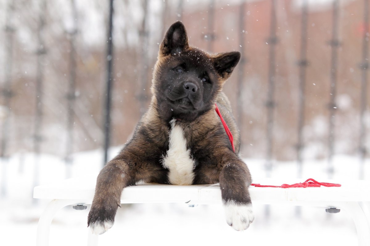 Японская Акита-ину чёрная