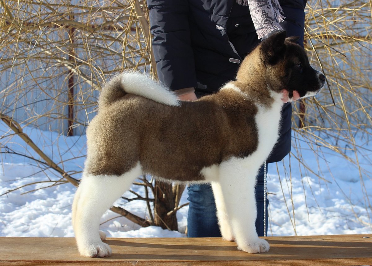 Тигровая Акита