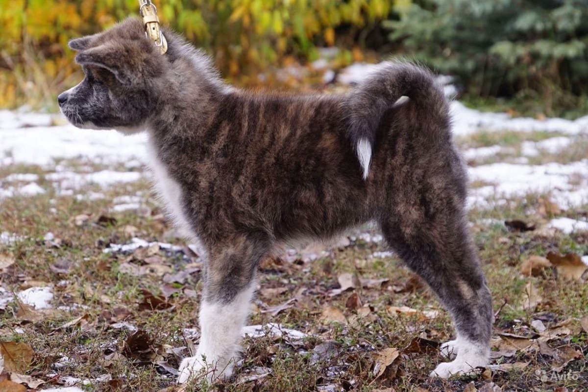 Собака американская Акита