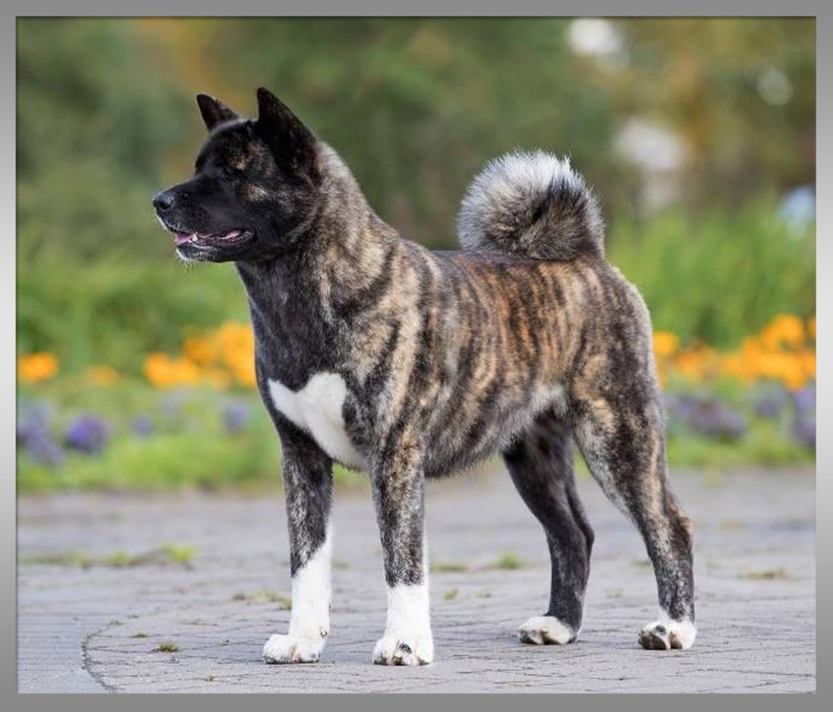 Американская Акита тигровая