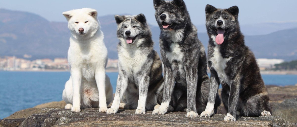 Акита ину собака американская