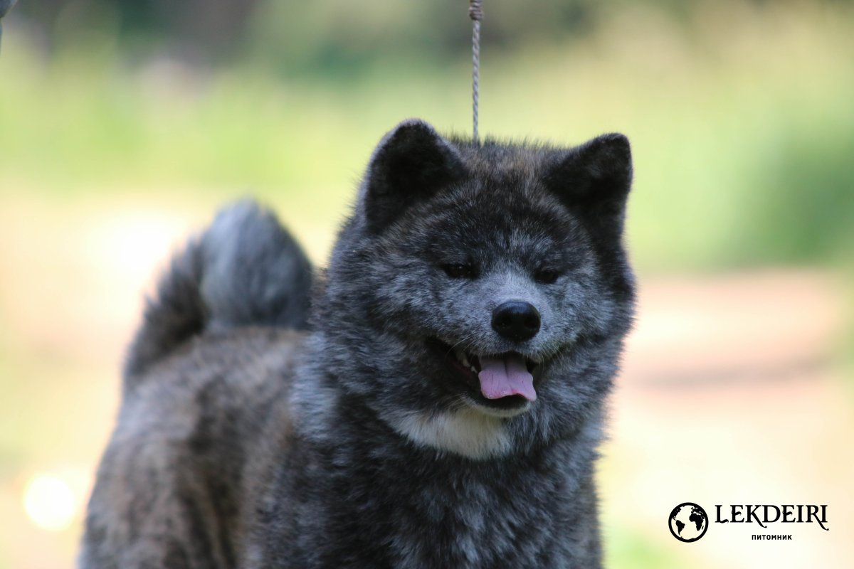 Охотничьи американские акиты