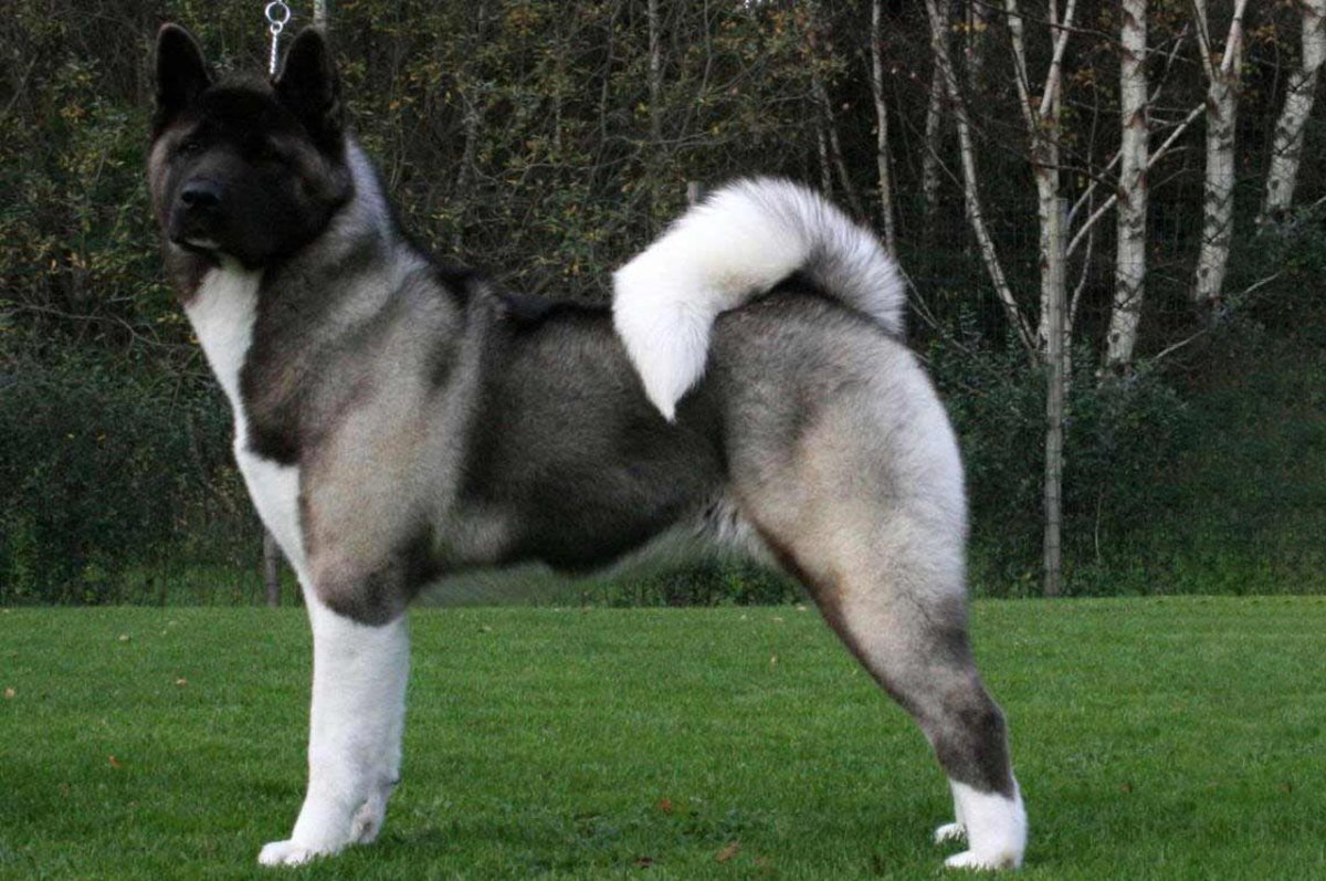 Шиба ину тигровый окрас