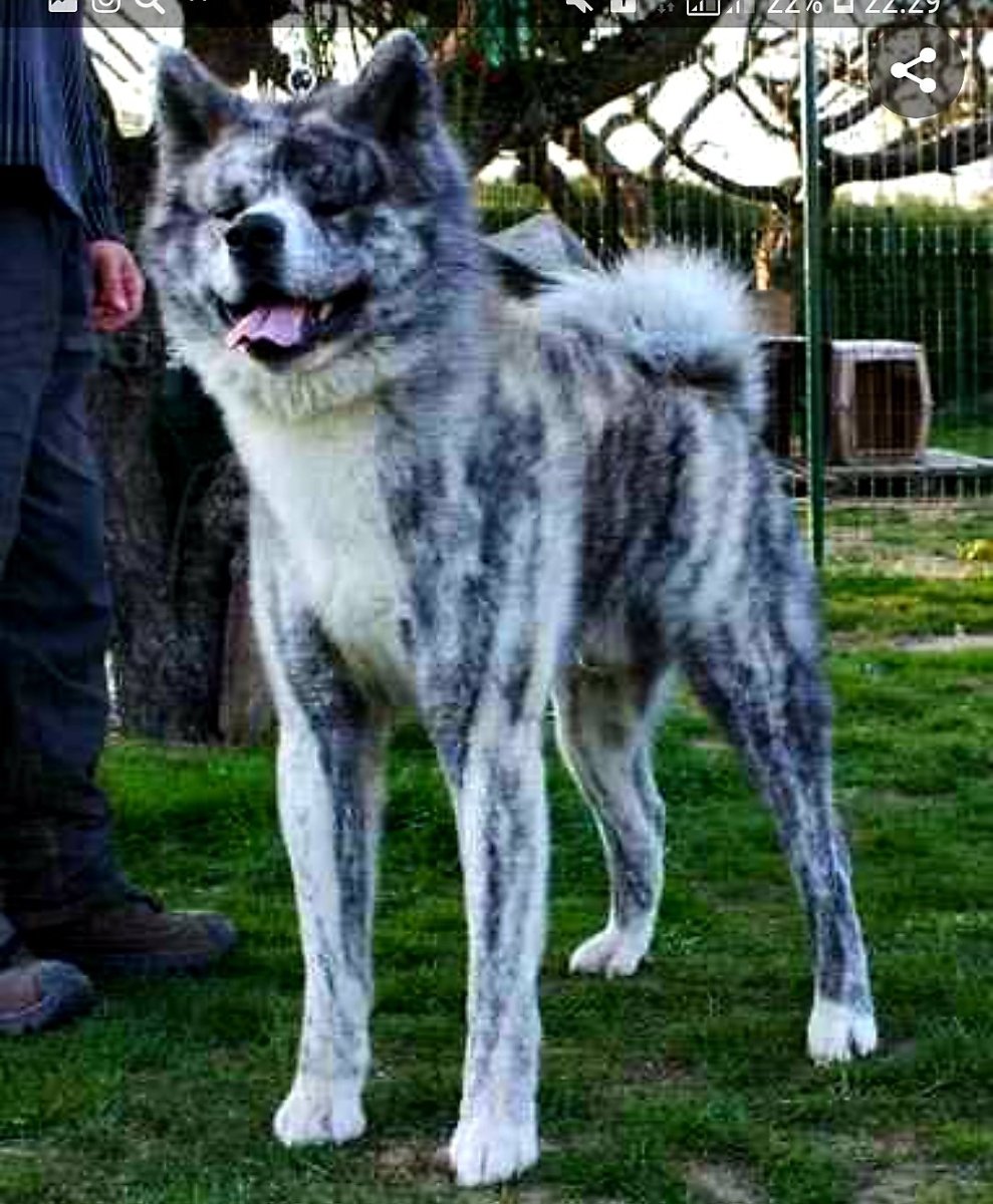 Американская Акита тигровая