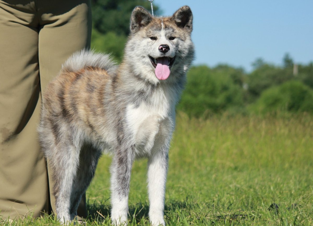 Американская Акита