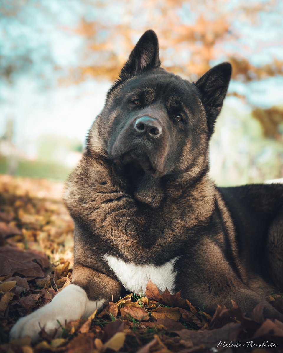 Порода Акита ину