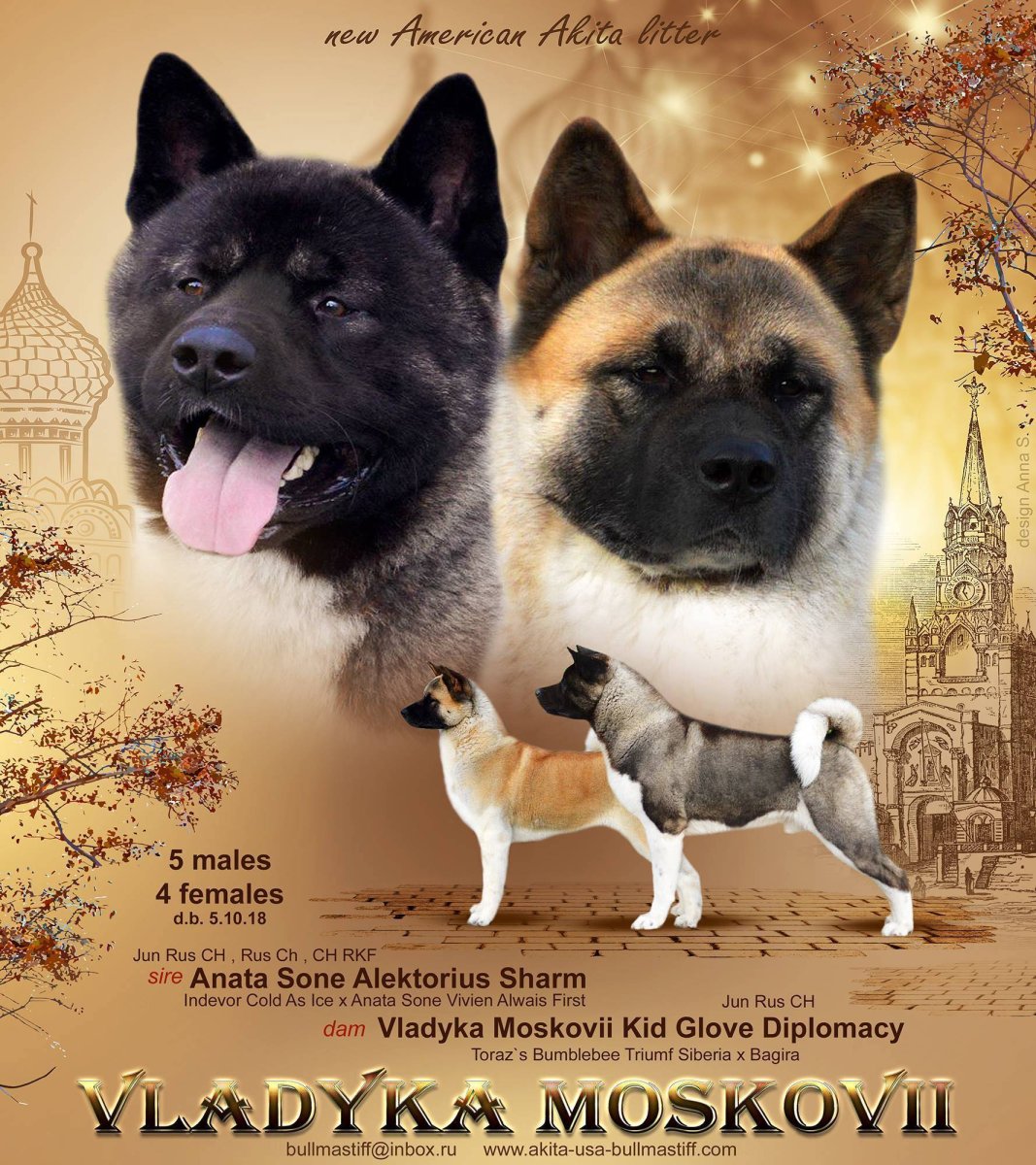 Акита ину эскиз