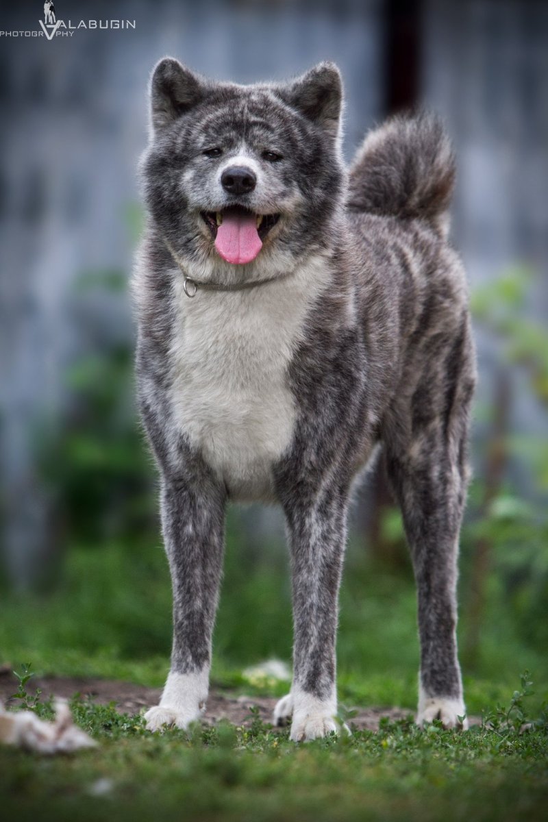 Акита черепахового окраса