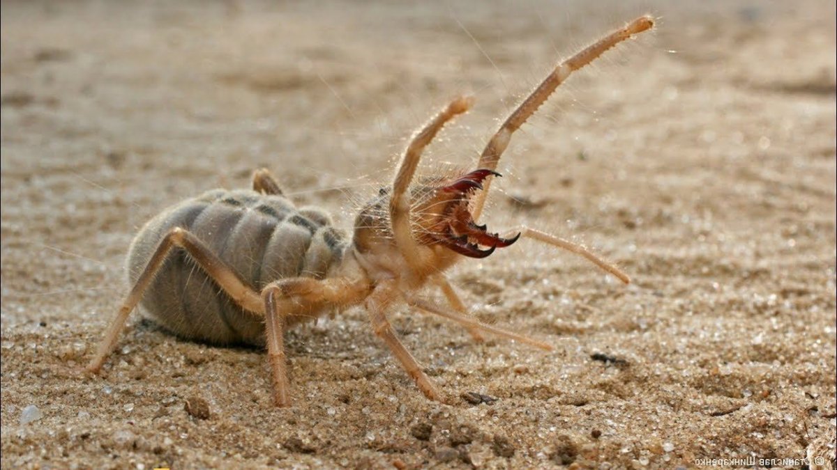 Паук скакунчик