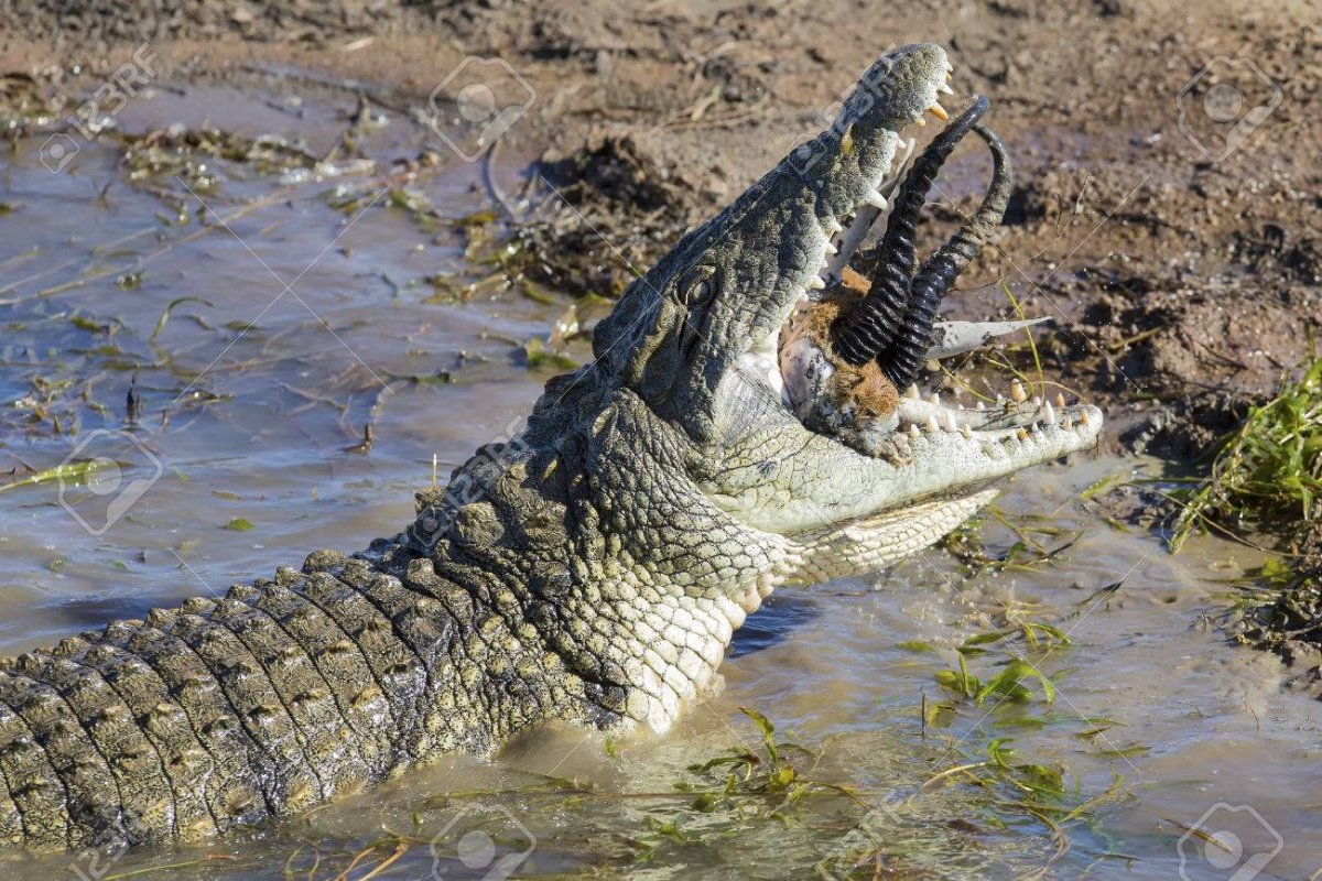 Нильский крокодил орган