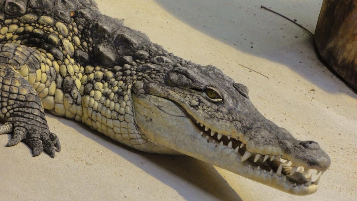 Туловище крокодила