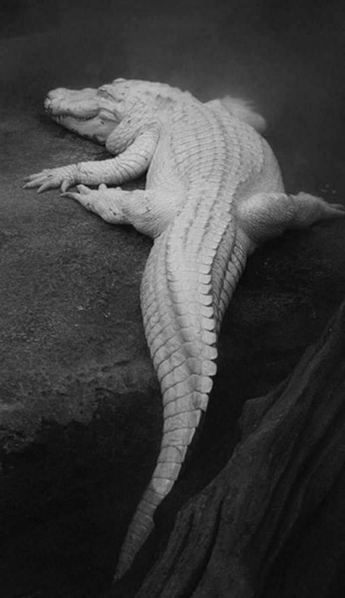 Крокодил для детей