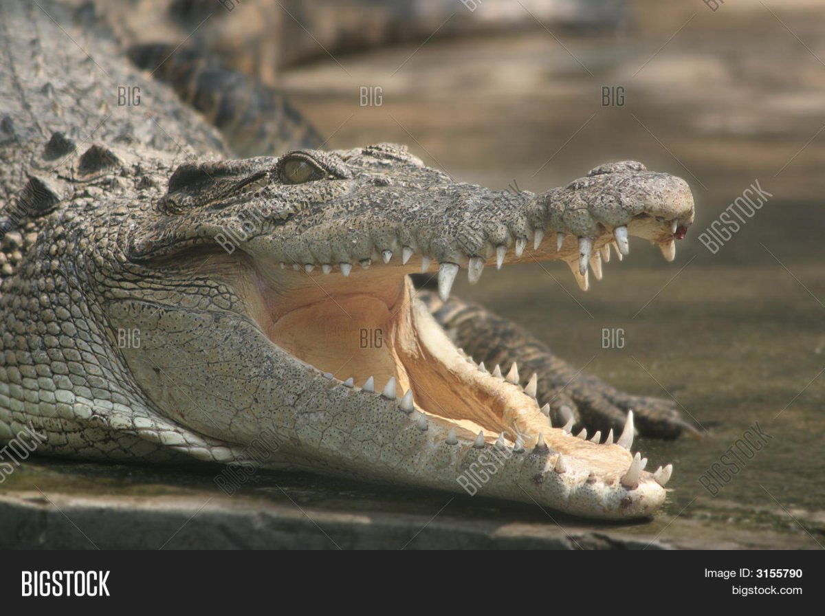 Уши крокодила