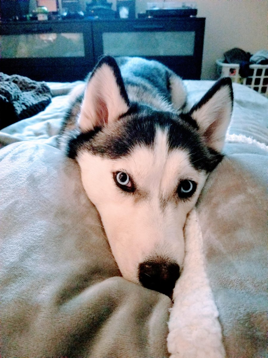 Хаски грусть