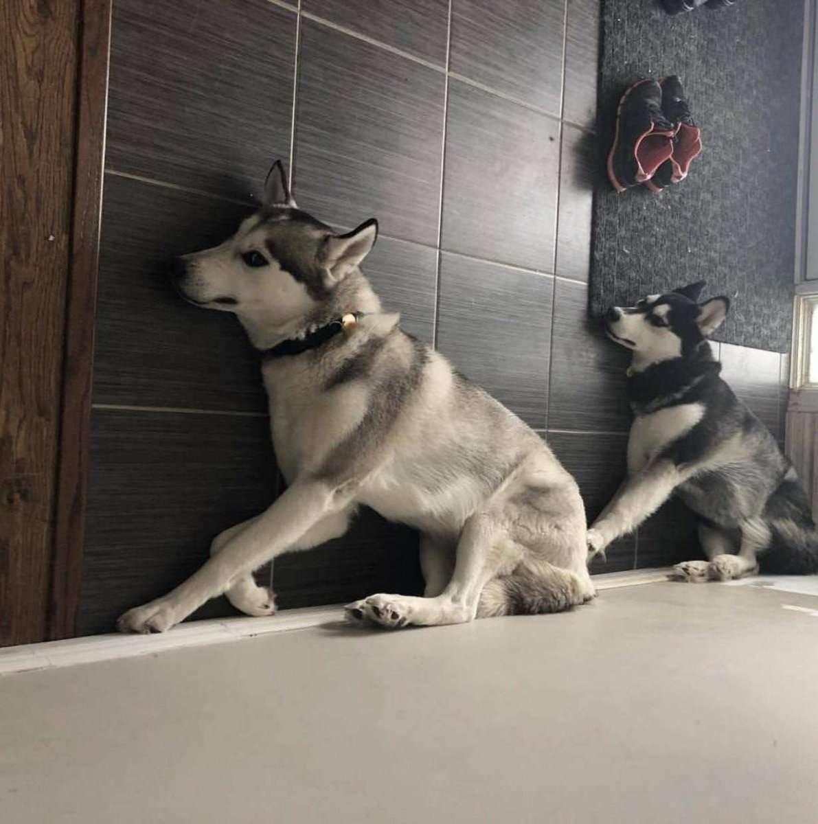 Побритая хаски