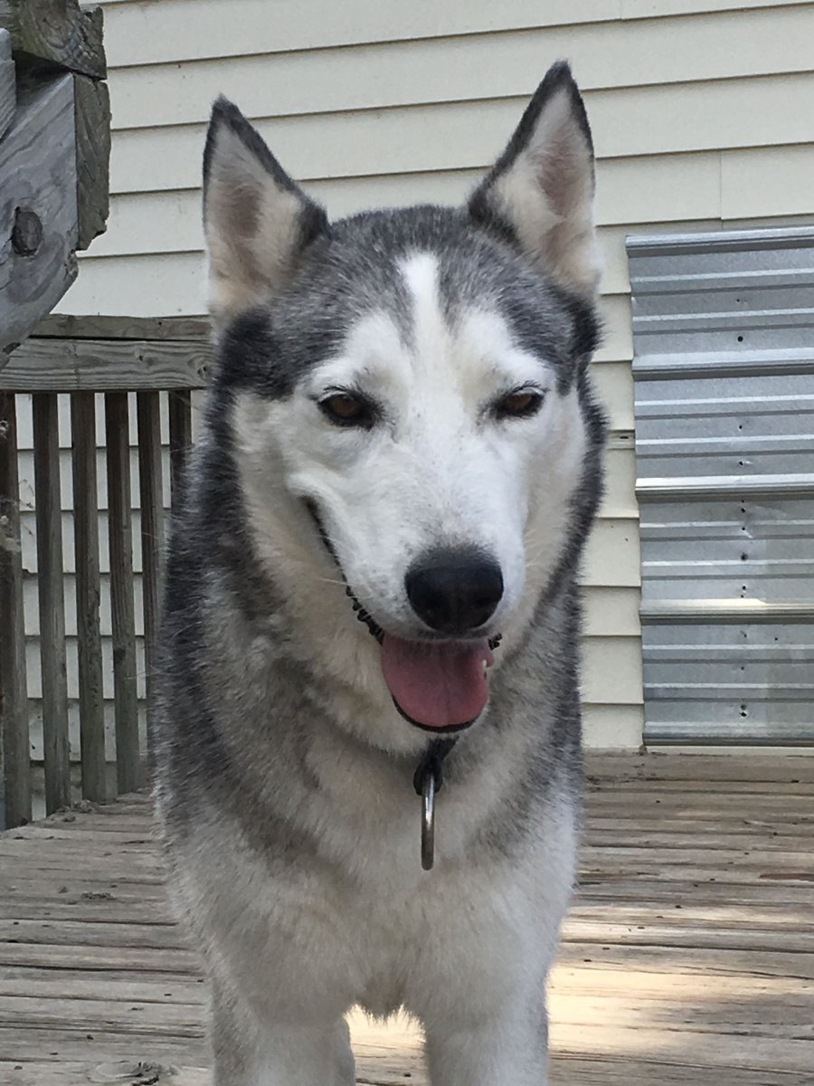 Хаски волкодав