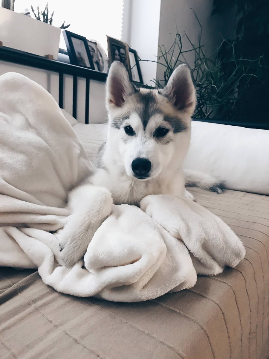 Хаски Эстетика Пинтерест