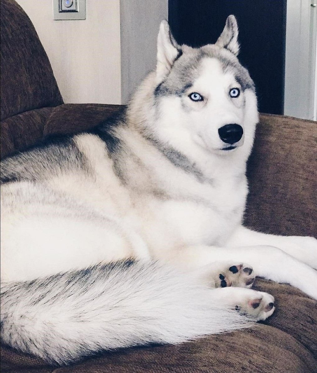 Сибирская хаски домашняя