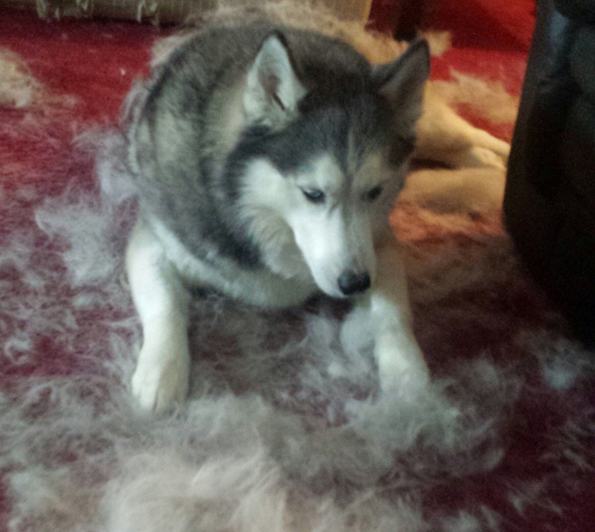 Прически для хаски