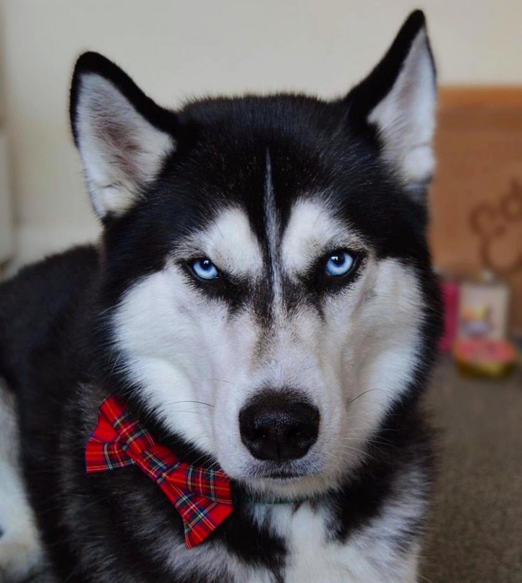 Хаски Луиза