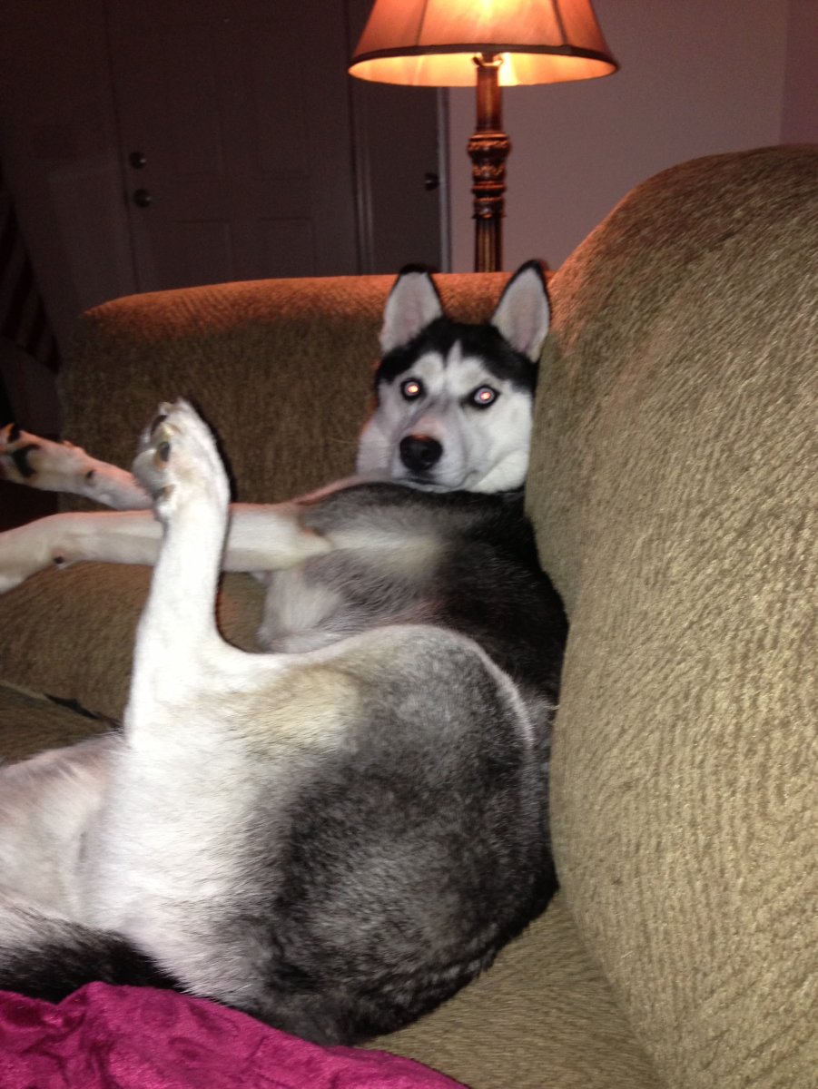 Толстый хаски