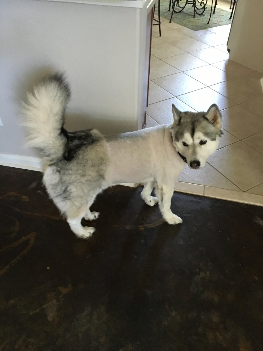 Обстриженный хаски