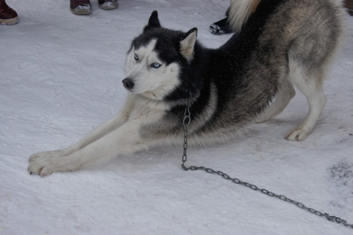 Линька у хаски